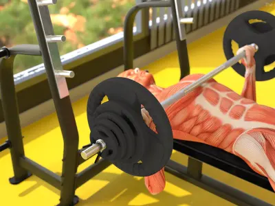  Anatomy Male Muscular System Bench Press Animated Rigged for Cinema 4D 