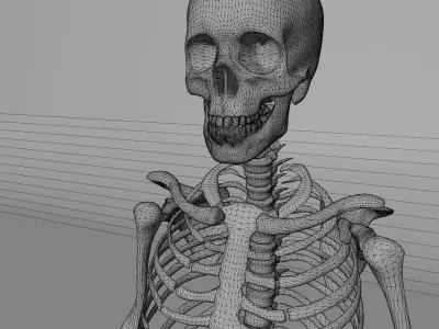 Simple 3D skeleton 3D model