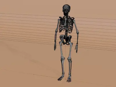 Simple 3D skeleton 3D model