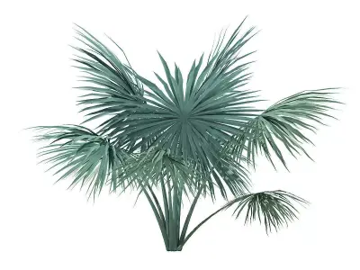 Silver Fan Palm Tree 3D Model 2m 3D model