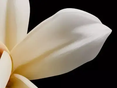 Vanilla Flower 3D model