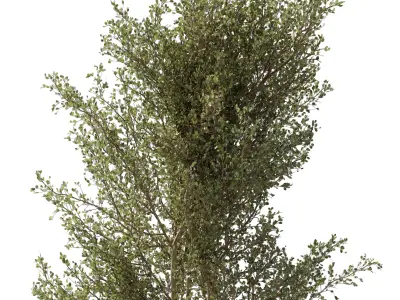  - Urban Furniture - Green Benches With plants 54 3D model