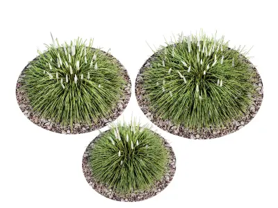 Ornamental grass 3D model purchase