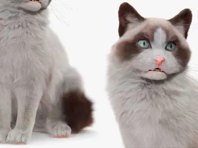  Longhaired Cat in Hard Shell Travel Backpack Fur for Cinema 4D 