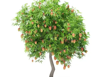 Mango Tree with Fruits 3D model