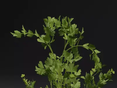 Parsley Plant 3D model
