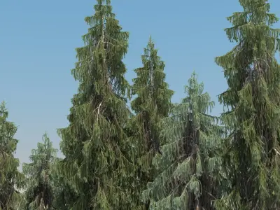  10 Brewer Spruce with snow 