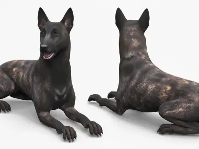  Shepherd Dog Lying Dark Brindle 