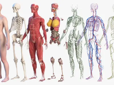  Complete Female Body Anatomy 