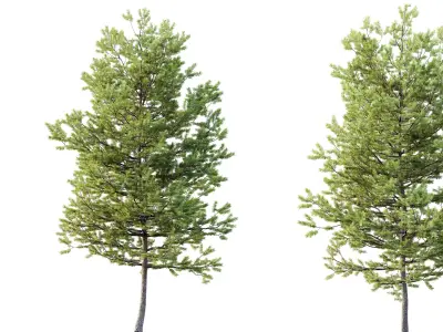 AV Plants Mountain Pine Needles Mugo Pinus Swiss 3D model