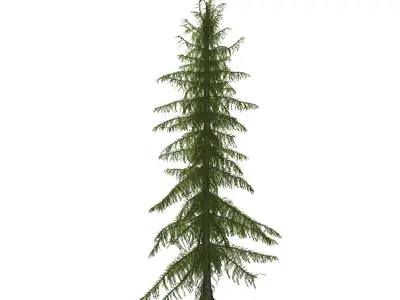 Alaska Cedar tree 3D model