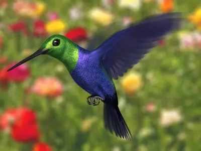 Green-Crowned Woodnymph Hummingbird (Animated) 