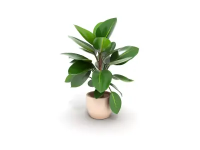 Elegant Ficus Elastica Rubber Plant Low-poly 3D model