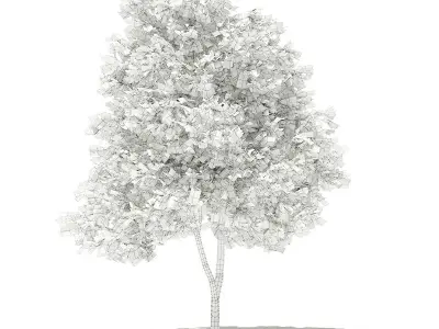 Grapefruit Tree 3D model