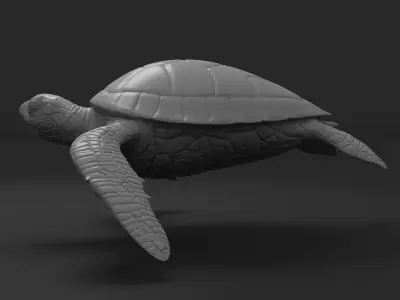 Turtle green sea 3D print model