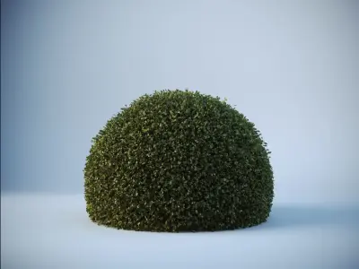 Buxus Sempervirens - Boxwood 3D model