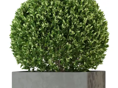 Plants collection 328 3D model