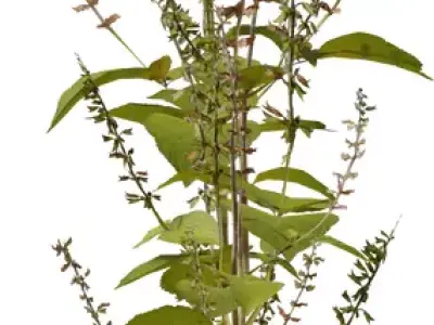 Realistic Flowering Herb Sprig Low-poly 3D model