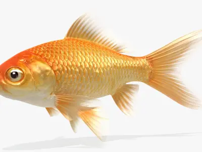  Goldfish (Animated) 