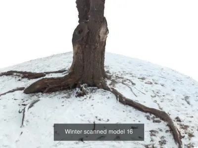 Winter 3D scan collection 3D Model Pack
