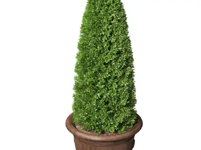 Decorative tree in a  garden pot Front Entry Tree Patio Porch 3D model