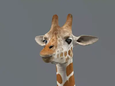 Giraffe Rigged 3D model