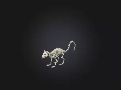 Realistic Squirrel Skeleton Model Low-poly 3D model