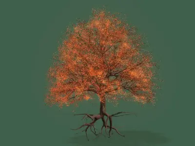 Cherry Tree  3D model