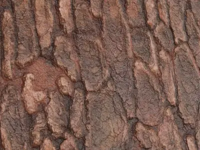 Glossy Red Pine Bark Texture