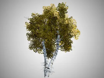 White Birch Fall Tree Low-poly 3D model