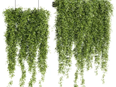 Indoor Plants -  21  hanging plants in pots 3D model