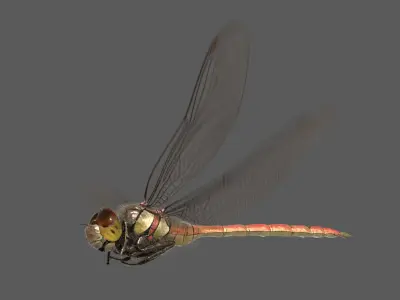  Dragonfly Common Darter (Animated) 