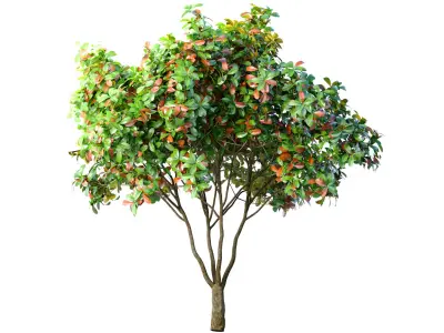 Decorative multi-stemmed evergreen outdoor garden tree shrub 3D model