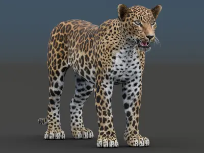  Leopard 3D Model 