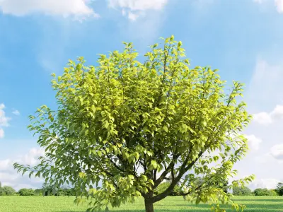 Archmodels vol 136 - high quality trees models 3D model