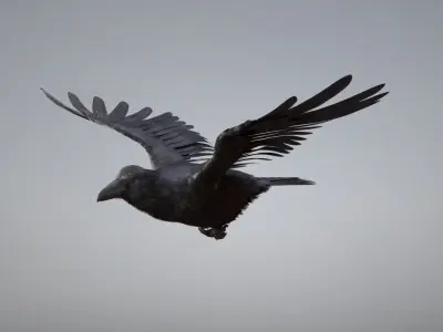 Raven Animated 