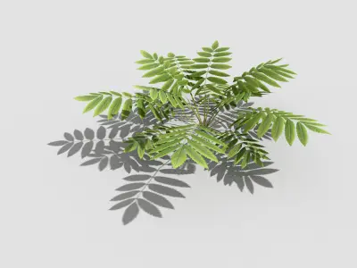 Low poly Plant fern Low-poly 3D model
