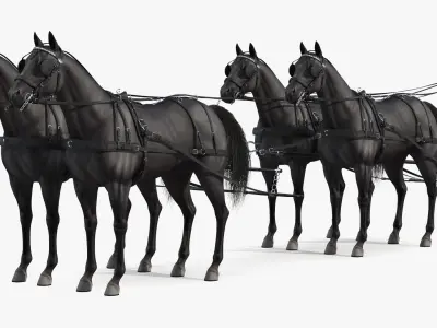  Four Black Horses in Breast Collar Harness 
