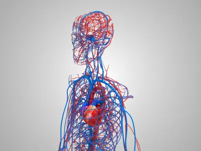 Human Circulatory System Low-poly 3D model