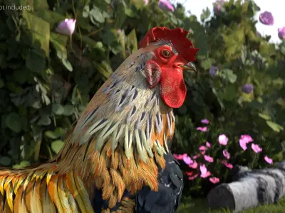  Domestic Rooster Walking Animated Rigged For Blender 
