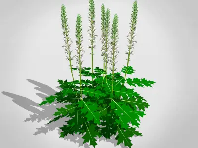 Acanthus Mollis Low-poly 3D model