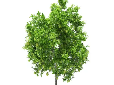 Avocado Tree with Fruits 3D model