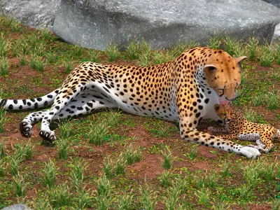  Cheetah Mother and Cub Lying Down 