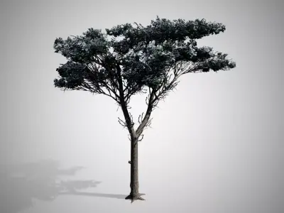 Italian Stone Pine Winter Tree Low-poly 3D model