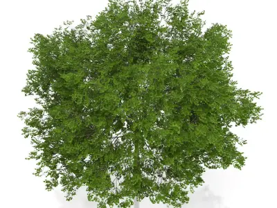 Maidenhair Tree Ginkgo biloba 3D model