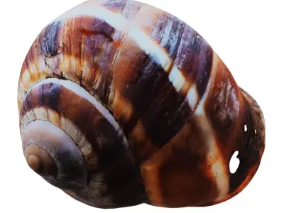 Empty Shell Snail 3D model