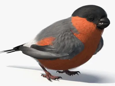  Bullfinch Male Bird with Red Belly in Nest 