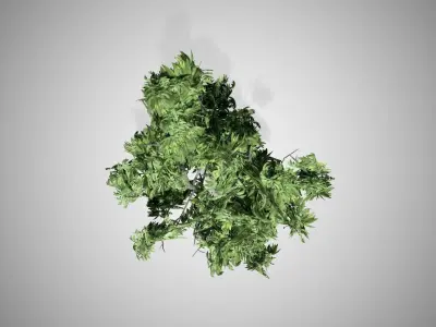 Green Ash Tree Low-poly 3D model
