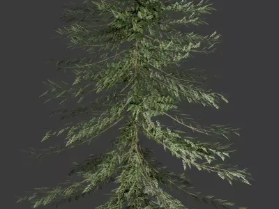 Arbor Conifera Realistic Evergreen Pine Tree 3D Model  Free low-poly 3D model