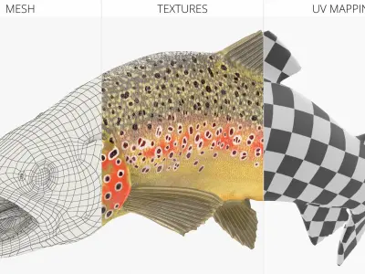  Swimming Salmonid Brown Trout 